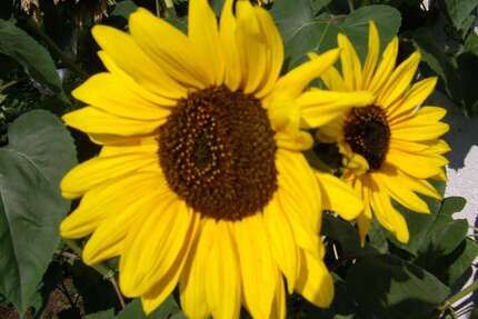 Grundstück zu verkaufen in Undorf 93.000,00 € 286 m²