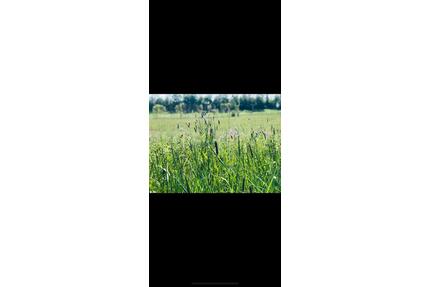 Land WG, großes Zimmer mit Garten Werkstatt zur Miete - Seelze