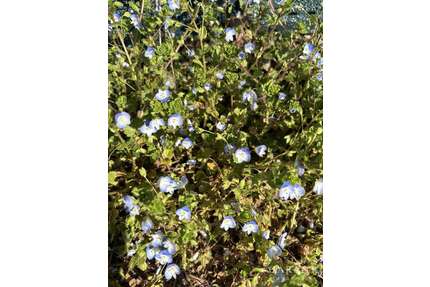 Grundstück zu verkaufen in Neusäß 3.100.000,00 € 3829 m²