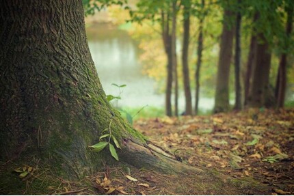Grundstück, Waldfläche, eingezäunt, kleines Gerätehaus - Hirschbach