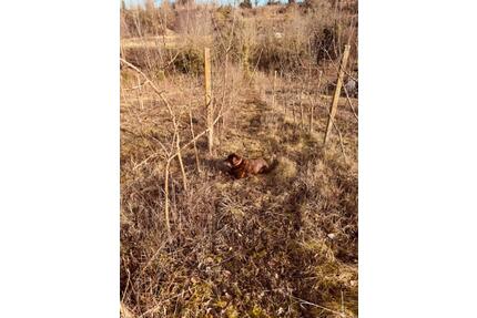 Grundstückshälfte zu verpachten ca.700m² - Gottenheim
