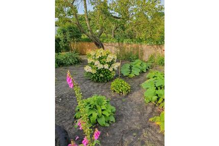 Kleingarten - 3.750,00&nbsp;EUR Kaltmiete, ca.&nbsp; 0,00&nbsp;m&sup2; in Eggesin (PLZ: 17367)