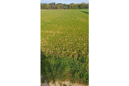 Ackerland in Wegberg - 8,00&nbsp;EUR Kaltmiete, ca.&nbsp; 0,00&nbsp;m&sup2; in Wegberg (PLZ: 41844)