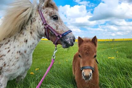 Ferienwohnung mit Kamin a.d. Bauernhof Tiere Pferde Ostsee - Schönwalde am Bungsberg