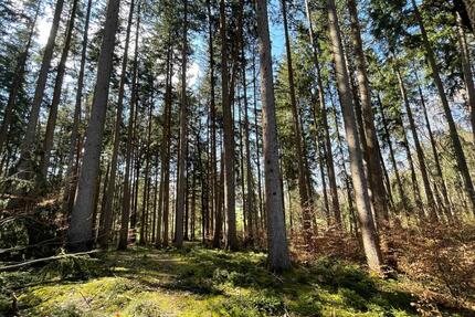 Waldgrundstück - 5,00&nbsp;EUR Kaltmiete, ca.&nbsp; 0,00&nbsp;m&sup2; in Peißenberg (PLZ: 82380)