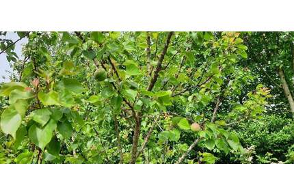 Kernsanierungsobjekt mit iSFP - 111.000,00&nbsp;EUR Kaufpreis, ca.&nbsp; 140,00&nbsp;m&sup2;&nbsp;Wohnfl&auml;che in Cappel (PLZ: 27639)