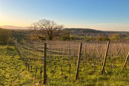 Rebgrundstücke zu verpachten - 49,00&nbsp;EUR Kaltmiete, ca.&nbsp; 0,00&nbsp;m&sup2; in March (PLZ: 79232)