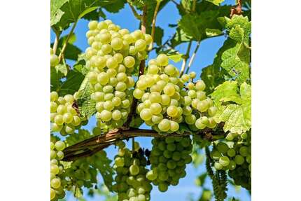 Wohnung zum Mieten in Wertheim 710,00 € 96 m²