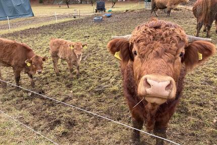 800qm Garten Wiesengrundstück mit Bäumen, absolut eben am Wasser - Kirchheim unter Teck