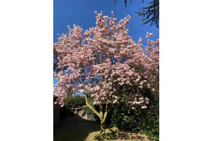 Architektenhaus mit vielen Möglichkeiten nahe Lingen ruhige Lage - Freren