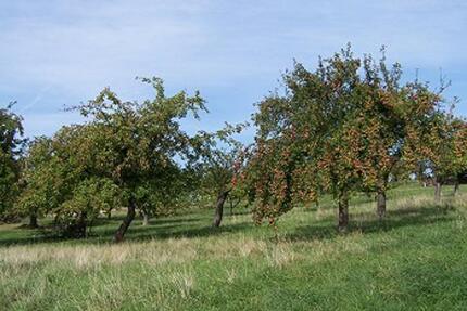 Obstbaumwiese in Bühl mit schöner Aussicht