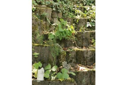 ANFRAGESTOPP! Wohnung mit Garten und Terrasse ab 1.5. - Würzburg Frauenland