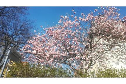 Die besondere Wohnung im Villenviertel - Chemnitz Altendorf