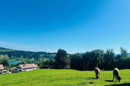 Wohnung zum Kaufen in Immenstadt 233.000,00 € 45.37 m²