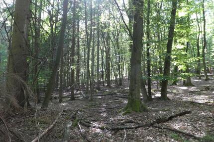 Waldgrundstück in Lohra-Rollshausen - Gladenbach