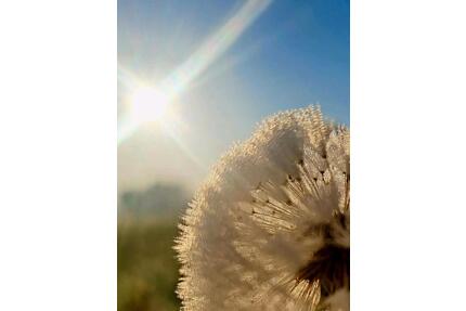 Solvente, ordentliche Mieter mit großem Herz für Tiere - Mühldorf am Inn