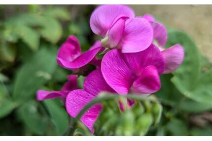 2 - Zimmer - Eigentumswohnung mit Balkon in der KTV - Rostock Kröpeliner Tor-Vorstadt