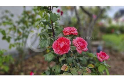 Wohnung zum Kaufen in Gröbenzell 379.950,00 € 77 m²