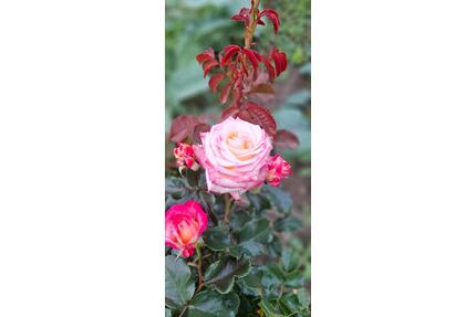 Pachtgarten - 3.500,00&nbsp;EUR Kaltmiete, ca.&nbsp; 0,00&nbsp;m&sup2; in Heidenau (PLZ: 01809)