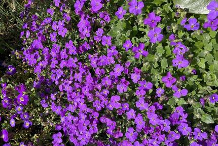 Doppelhaushälfte KreuzauOrtsteil, von 1950, - Düren Rölsdorf