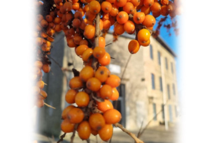 Helle, freundliche 3 Raumwohnung im Top Zustand in Lübs zu vermieten - Ferdinandshof