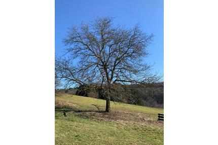 Freizeit - Grundstück - Wiese - Acker - Contwig
