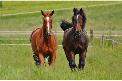 großes Baugrundstück Ribnitz-Damgarten ideal zur Pferdehaltung als Paddock - Ahrenshagen-Daskow