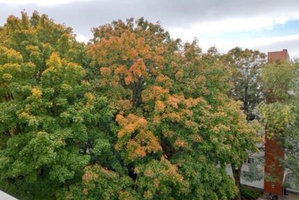 Mietwohnung Wohnung 3 Zimmer Eigentumswohnung - Bremen Hemelingen