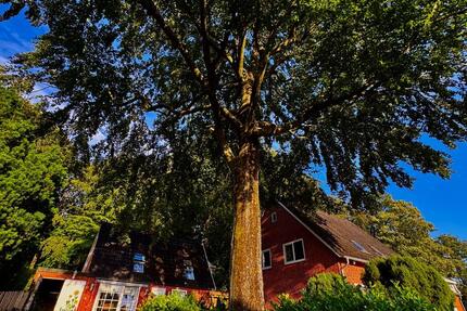 Siedlerhaus mit grozügigem Grüngrundstück - Barendorf
