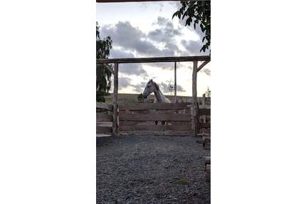 Nähe Simmern: Tür an Tür mit den eigenen Pferden im Aktivstall! - Simmern/Hunsrück