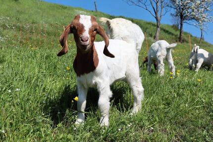 Ferienwohnung auf dem Bauernhof - ideal für Familien mit Kindern - Bahretal