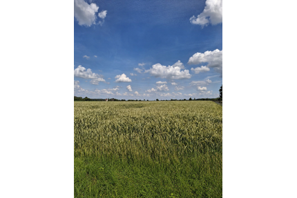 landwirtschaftliche Ackerfläche in Beckum zu verkaufen