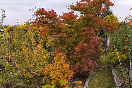 Kleingarten Garten in Reutershagen - Rostock Evershagen