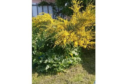 Garten zu Verpachten - 300,00&nbsp;EUR Kaltmiete, ca.&nbsp; 0,00&nbsp;m&sup2; in Oberschöna (PLZ: 09600)