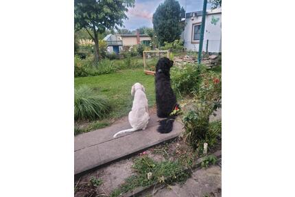 Garten abzugeben - 3.000,00&nbsp;EUR Kaltmiete, ca.&nbsp; 0,00&nbsp;m&sup2; in Merseburg (PLZ: 06217)