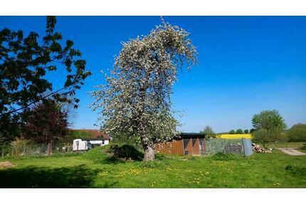 für Tierliebhaber, Pferde, Hunde, Schafe usw.,50 km südl. Rostock - Jördenstorf