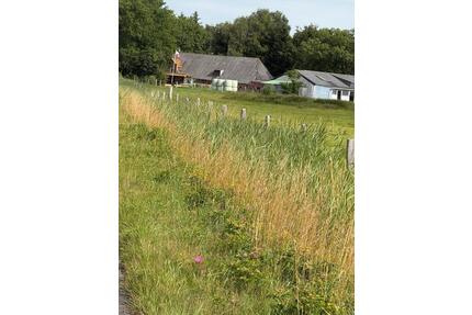 Resthof mit Koppel und Pferdestall - Hattstedt
