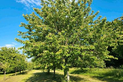 FreizeitgrundstückWieseGartenStückle in Gemmrigheim zur Pacht