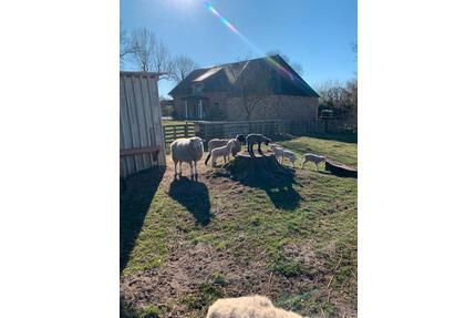 Sehr schönes gepflegtes modernes Haus zur Vermieten - Sankt Michaelisdonn