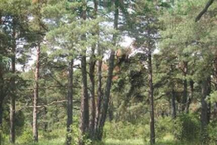 *Forstflächen zu Verkaufen !* - 500.000,00&nbsp;EUR Kaufpreis, ca.&nbsp; 0,00&nbsp;m&sup2; in Eisenhüttenstadt (PLZ: 15890)