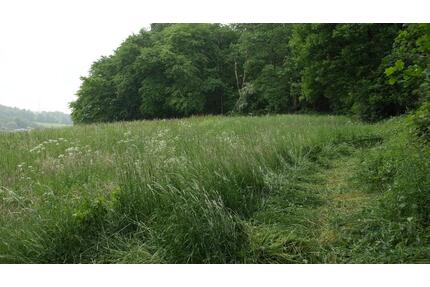 Wiese, Weide, Freizeitgrundstück zu verpachten - Velbert Langenberg