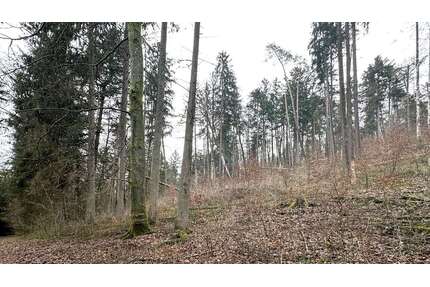 Grundstück in Weigendorf 58.000,00 € 24810 m²