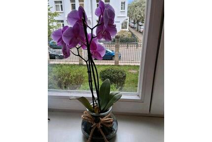 Schöne 1-Zimmer-Wohnung in einem Studentenwohnheim - Braunschweig Nordstadt