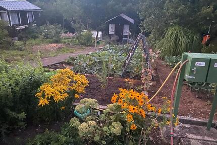 Schrebergarten Kleingarten Selbstversorgergarten Tailfingen - Albstadt