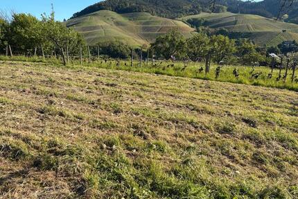 Wiesengrundstück in 77815 Bühl - 2.150,00&nbsp;EUR Kaltmiete, ca.&nbsp; 0,00&nbsp;m&sup2; in Bühl (PLZ: 77815)