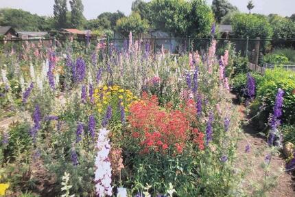 Kleingarten in Gohlis abzugeben 185m2 - Leipzig Nordwest