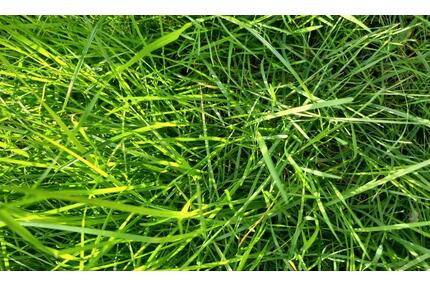 WG Zimmer in Altenrheine Rheine