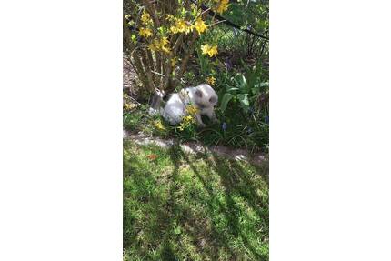 Großes Grundstück für ein Einfamilienhaus - Haag Bichl