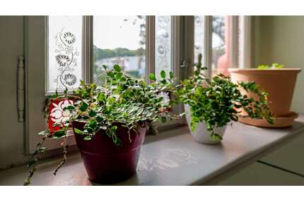 Wohnung zum Mieten in Frohburg 990,00 € 103 m²