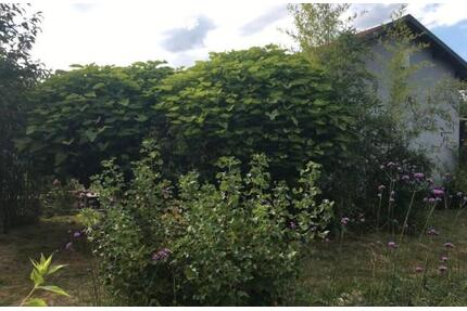 massives Haus im Kleingartenverein Königsbrück zu verkaufen